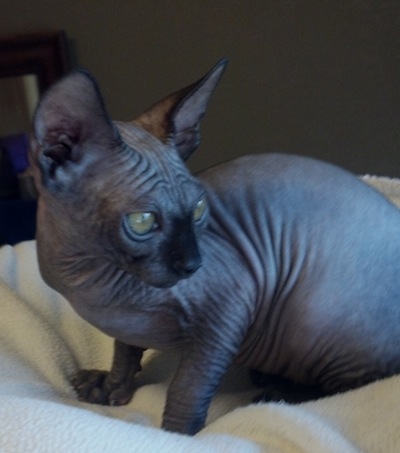 2013 Hairless Sphynx Kitten Available