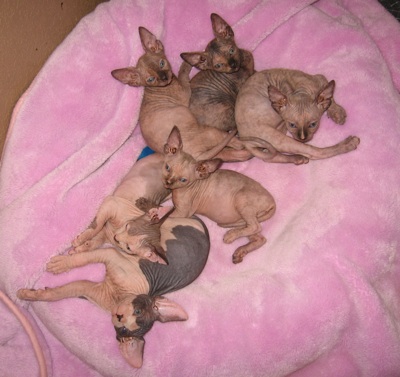 2008 June Litter