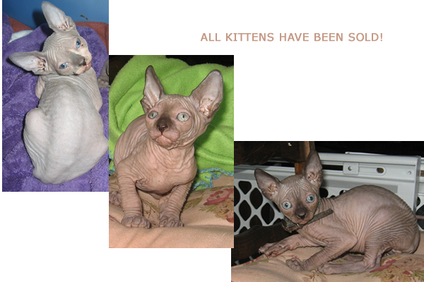 Dec 2010 kittens- sphynx hairless cats