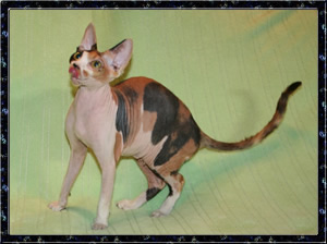 Barecats Princess Calie