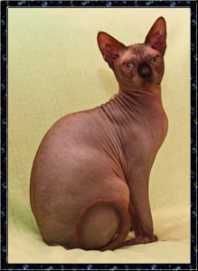 CH Barecats Sir Rhino