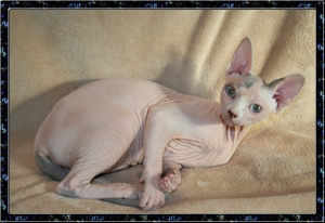 Skyshasphynx Skyelo of MagicalPurr