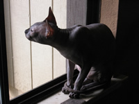 Sphynx are indoor cats