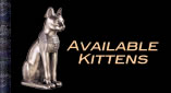 available kittens