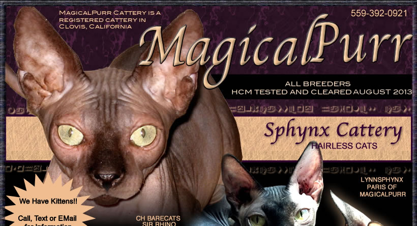 Magical Purr Sphynx Cattery