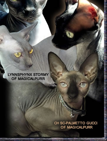 magical purr sphynx cattery