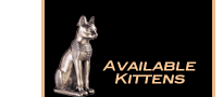 Available Kittens