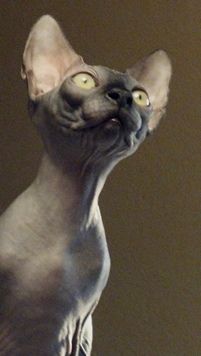 Black male Sphynx kitten with blue collar