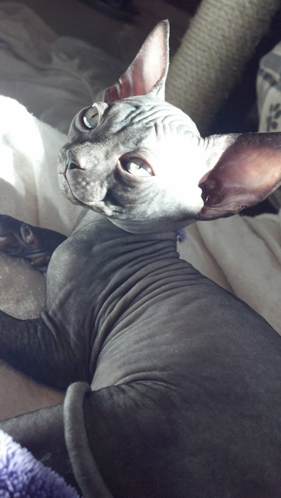 Black Male Sphynx